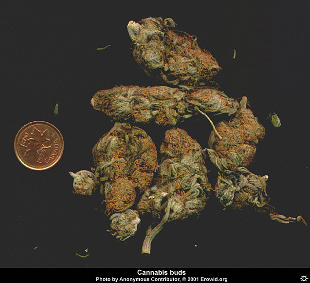 cannabis4.jpg