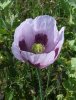 Papaver_somniferum2.jpg