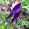 IMG_0729.JPG