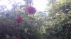 WIN_20170610_081727.JPG