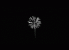IMG_5040.GIF