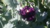 IMG_20170724_085347.jpg