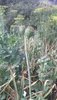 IMG_20170722_083003.jpg