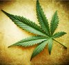 Uchenie-dokazali-chto-marihuana.jpg