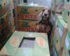1375339759_0424_250x200.gif