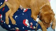 drugmuledogs01.jpg