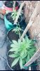 A80D27CC-FB83-4FA2-A946-FF885579DCDC.jpeg