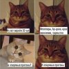 В-свете-последних-событий-песочница-котик-блять-5911417.jpeg