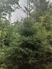 IMG_20200810_182255.jpg