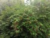 IMG_20200810_182655.jpg