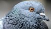 151001124205_pigeons_head_of_pigeon_624x351_robertclaypoolccby2.0_nocredit.jpg