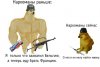 Doge-Lore-Приколы-для-даунов-разное-6321608.jpeg