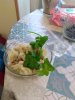 IMG_20210325_065327.jpg