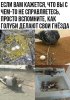 Приколы-для-даунов-разное-голуби-птицы-6763012.jpeg