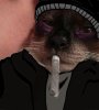 Мемы-думер-котэ-песочница-7055695.jpeg