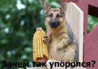 Легкая-наркомания-белкопес-песочница-577845.jpeg