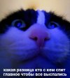 кот-Приколы-для-даунов-разное-7208963.jpeg