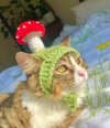 Котя-шапочка-7236867.jpeg