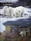 Медведи-животные-7247433.jpeg