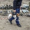 Пес-Вторжение-в-Украину-2022-политика-песочница-политоты-7317544.jpeg