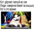 Приколы-для-даунов-разное-котэ-7371033.jpeg