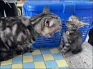личинка-котэ-котэ-мамка-воспитание-7379184.jpeg