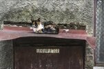 котэ-7397002.jpeg