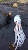 Милонов-кальмар-брачные-игры-песочница-7406341.jpeg