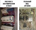 Анатомия-атлас-Мемы-7405973.jpeg