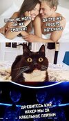 котэ-гифки-4578484.jpeg