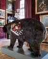 Карательная-таксидермия-медведь-7791569.jpeg