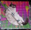 котэ-массажер-5529816 (1).jpeg