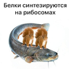 картинка-с-текстом-белки-биология-7924225.png