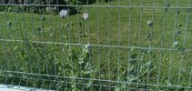 IMG_20220721_145603~2.jpg