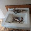 chicken-thoughts-Комиксы-Голубь-птицы-4943833.jpeg