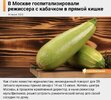 кабачок-кинематограф-режиссер-7992553.jpeg