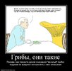 61948_gribyi-oni-takie.jpg