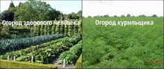 кока-кола-курильщика-778943.jpeg