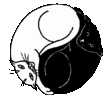 гифки-котэ-408729.gif
