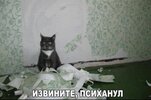 котэ-шерстяной-пидорас-5015104.jpeg