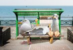 0_PROD-View-of-a-Boat-the-Sea-and-an-Empty-Bench-and-Railings-along-the-Promenade-Brighton-UK.jpg