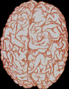__4038d716a3232eeba0c94016f6cdc1c3_width-300.gif