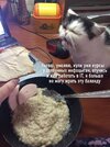 котэ-картинки-еда-Наташа-7802019.jpeg