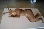 Олень-Карательная-таксидермия-7753725.jpeg