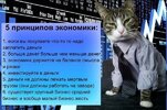 приколы-для-даунов-котэ-7736231.jpeg