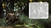 фотография-дикая-природа-Олень-5030531.jpeg