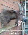 таксидермия-трофей-смешные-картинки-черт-8118612.jpeg
