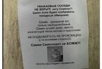 котэ-рыжий-кот-гифки-Канадские-котики-5057267.jpeg