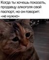 картинки-с-надписями-котэ-8171046.jpeg