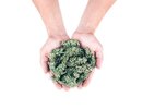 visual-guide-selecting-high-quality-cannabis.jpg